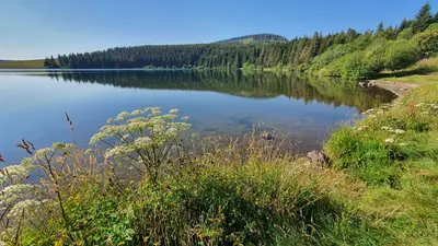 lac et végétation