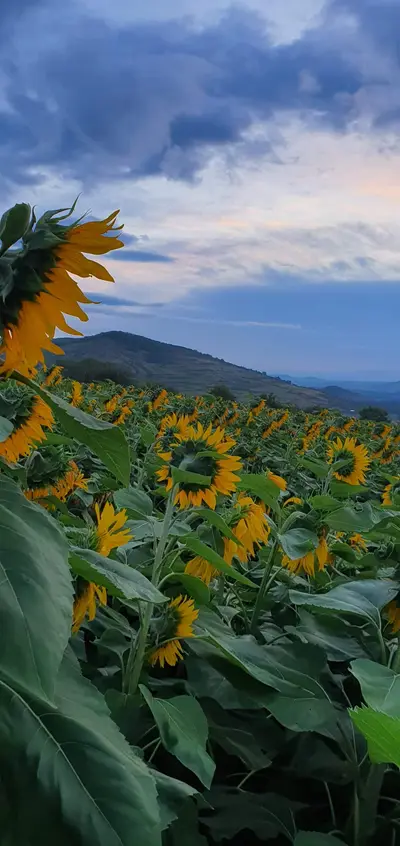 champs de tournesols