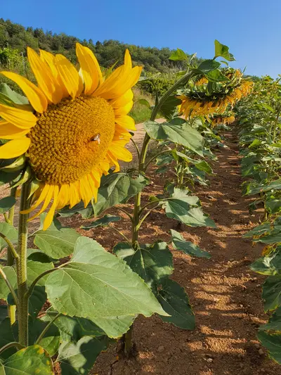 tournesols
