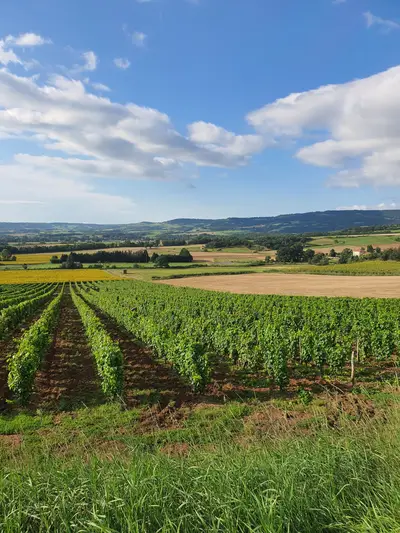vignes et campagne