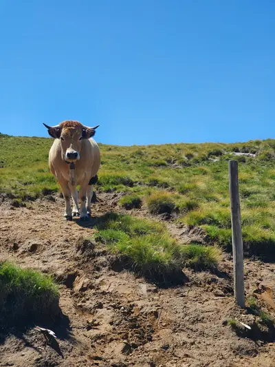 vache aubrac près d'un piquet