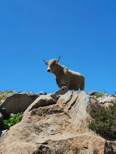 vache aubrac sur un rocher