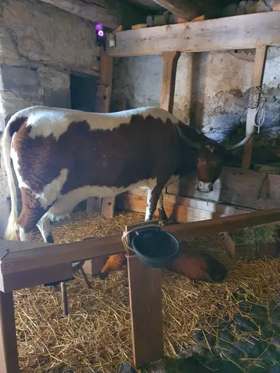 vache dans la maison de la toinette