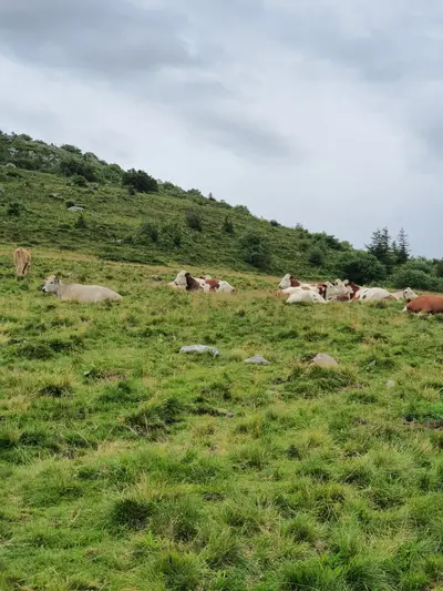 vaches dans les prés