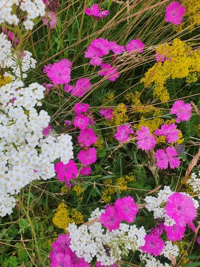 fleurs de montagne multicolore