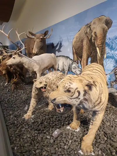 animaux dans la galerie des sciences