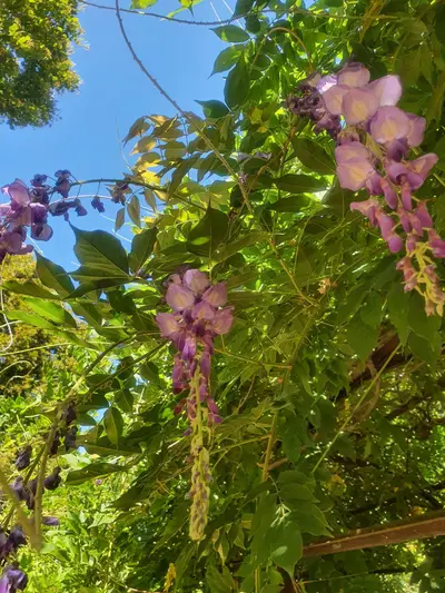 fleurs roses dans le parc du chateau de montal