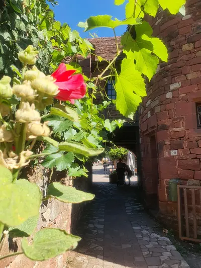 petite rue avec un ibiscus