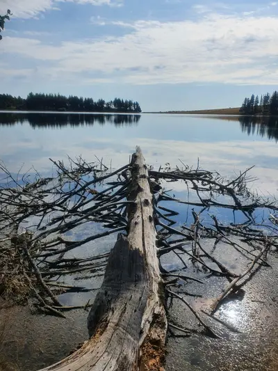 arbre couché sur l'eau
