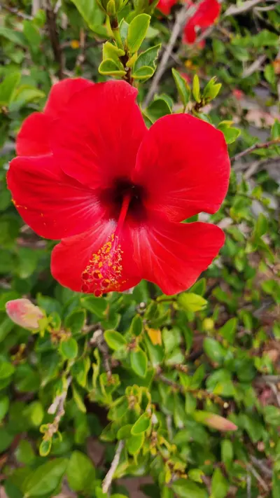 Ibiscus rouge