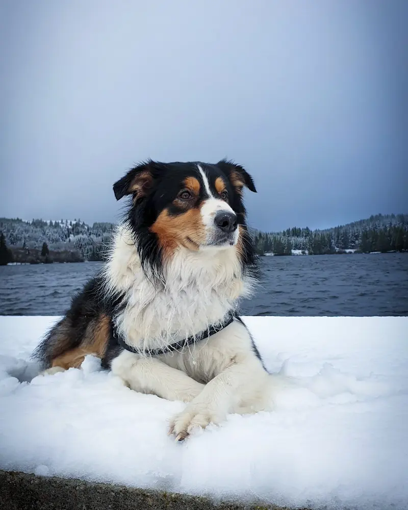 newton mon berger australien dans la neige au bord du lac de guéry