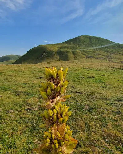 vue sur la montagne avec fleurs et vaches