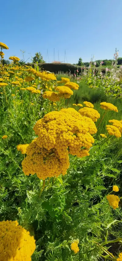 Achillea Filipendulina Parc Mosaïc