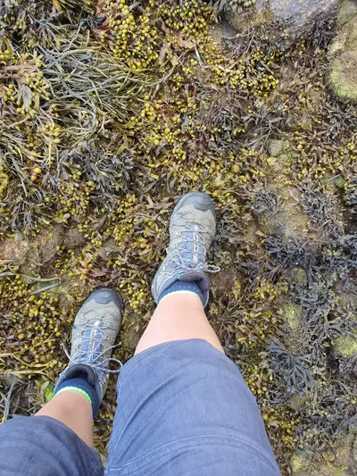 Algues marines