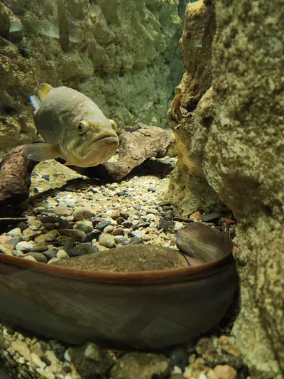 Poissons à la maison du saumon et de la rivière à Brioude
