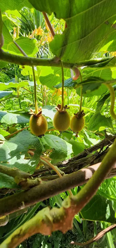 Arbre à kiwis Parc Mosaïc