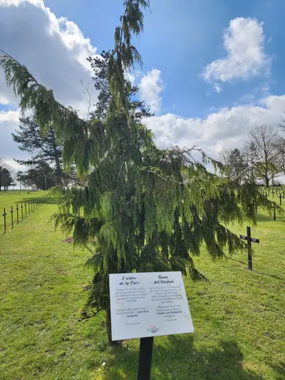 arbre avec un panneau