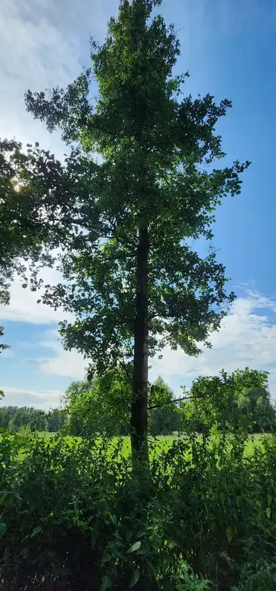 Arbres marais de la Marque