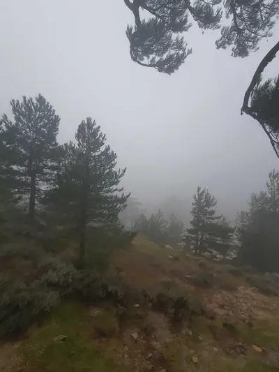 Sapins du massif de Bavella dans le brouillard