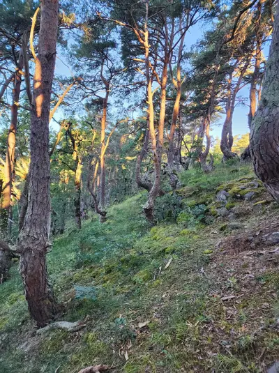 Arbres chemin pinatelle