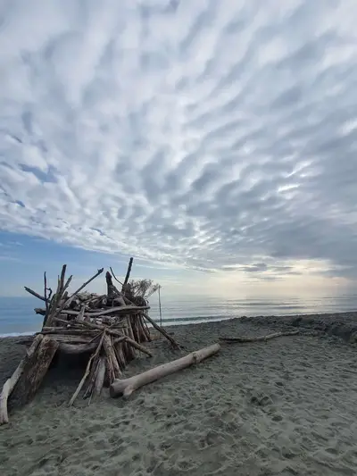 Architecture souches bois plage d'Aleria