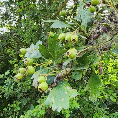 Aubépine marais de la Marque