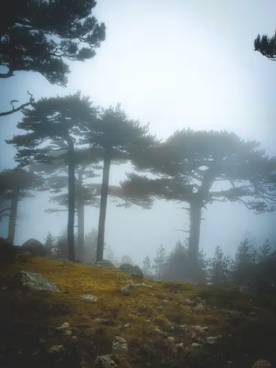 Sapins dans le brouillard
