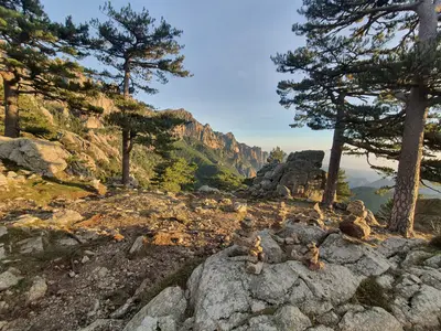 Lever de soleil au milieu des sapins