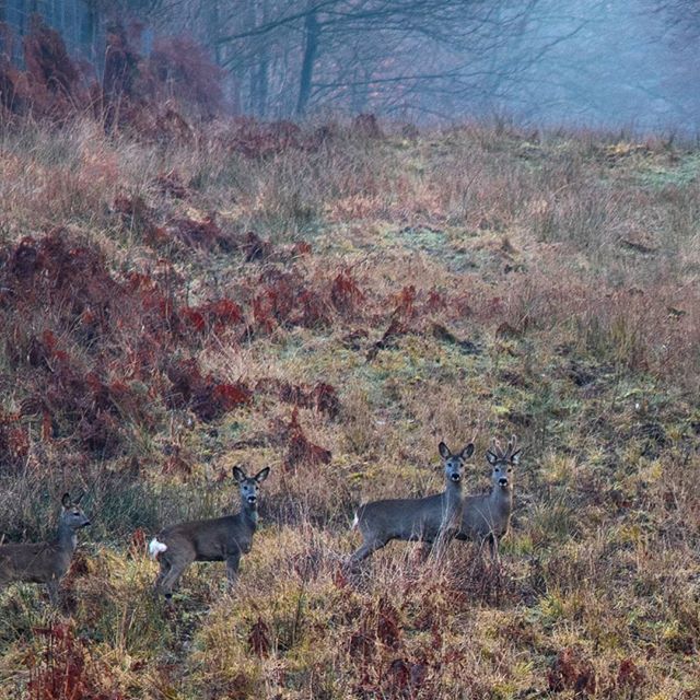 Biches forêt domaniale de Mormal