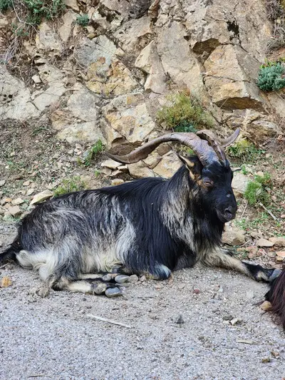 Bouc sur le côté de la route