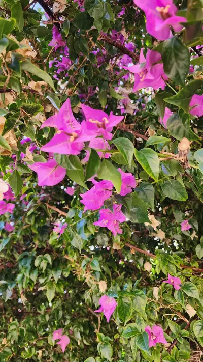 Bougainvilliers