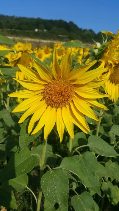 Champ de tournesols près de Brioude