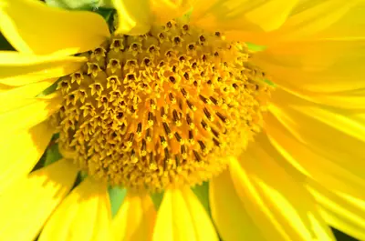Brioude limagne tournesol gros plan scaled