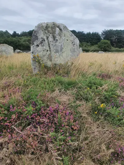 Bruyère cendrée Alignements de Carnac