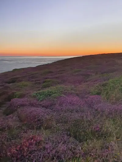 Bruyère Pointe du Raz