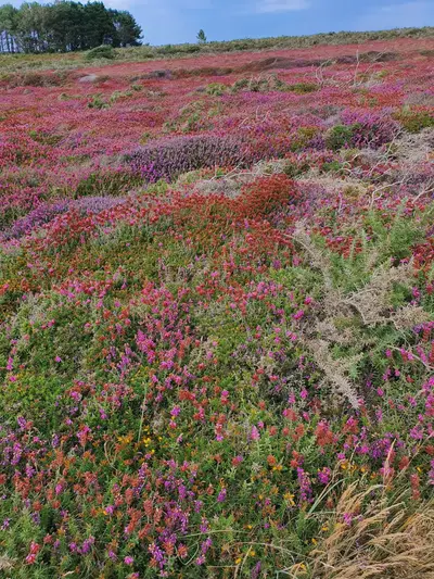 Bruyères Cap de la Chèvre