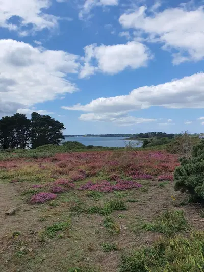 Végétation île aux Moines