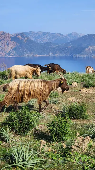 Calanques piana chevres scaled