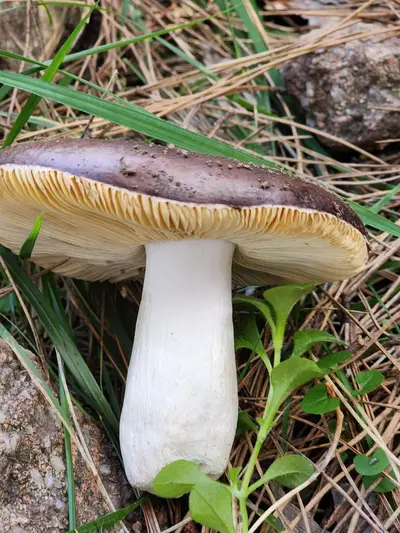Champignon à lamelles