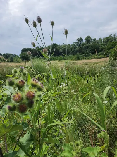 Chardons Parc Mosaïc