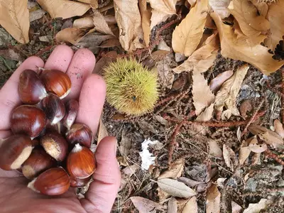 Chataîgnes en forêt corse