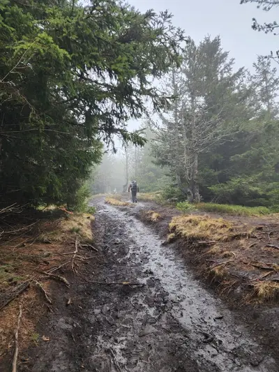 Chemin forestier d'accès au Mézenc