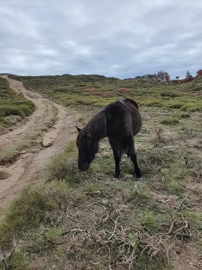 Cheval sauvage noir