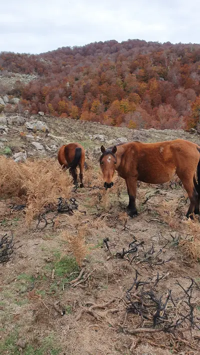Chevaux en liberté