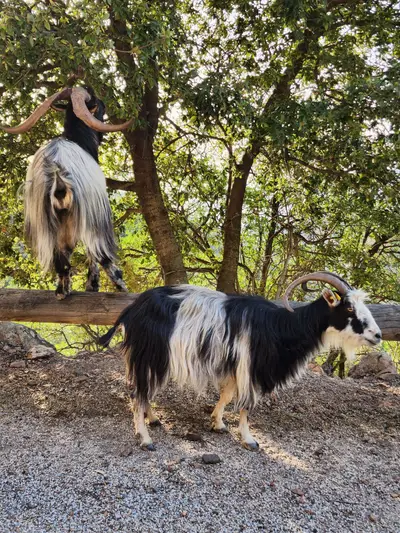 Chevre bouc scaled