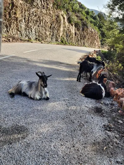 Chèvres au milieu de la route