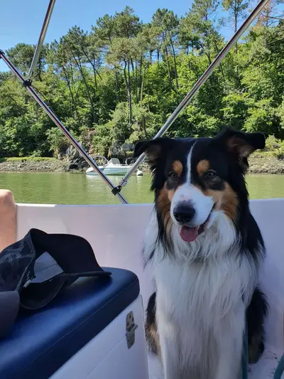 Mon chien sur le bateau