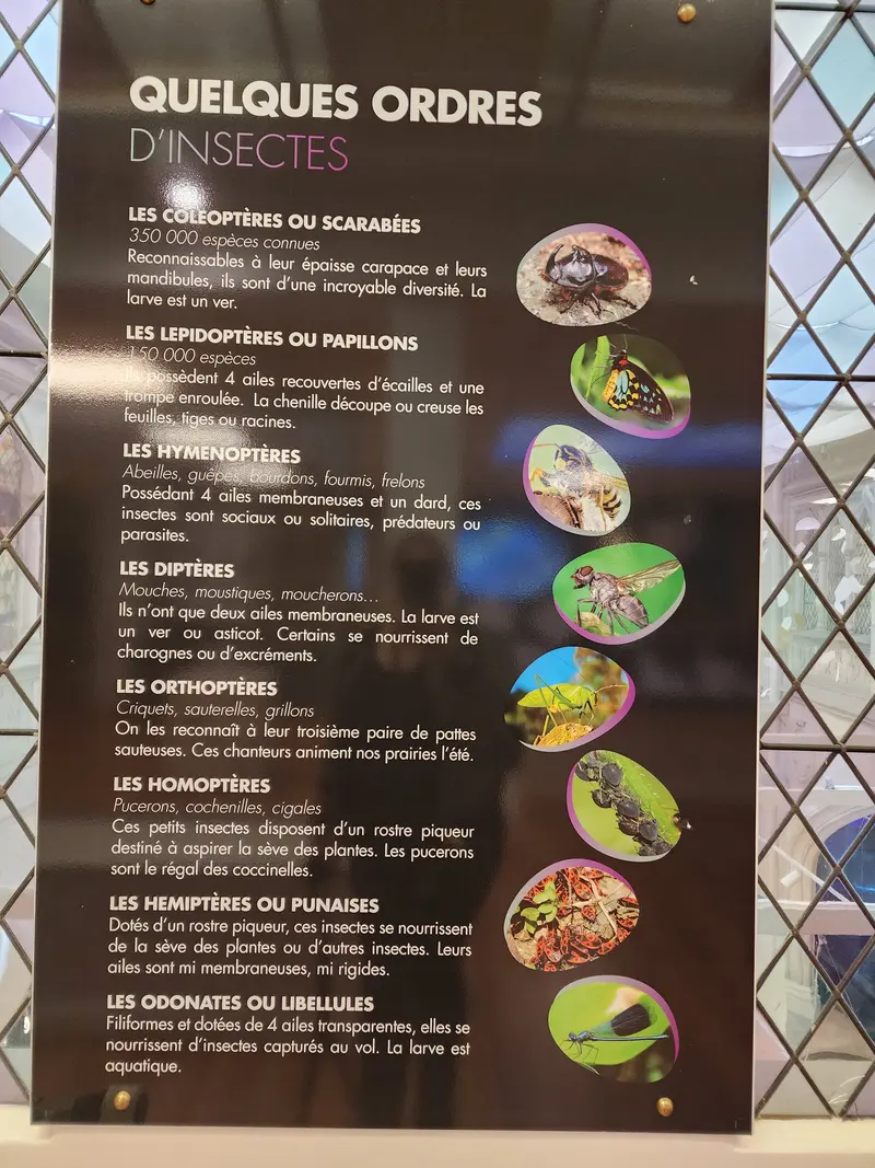 Informations sur les collections du musée des papillons
