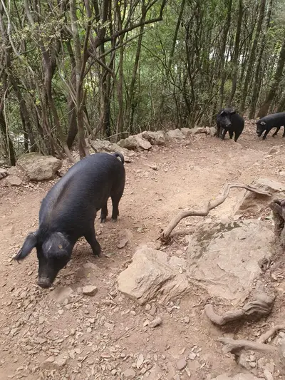 Cochon noir corse