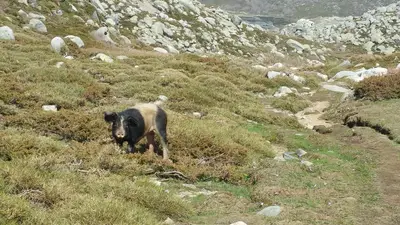 Cochon seul sur le plateau